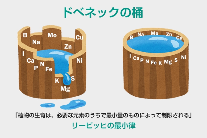 ドベネックの桶